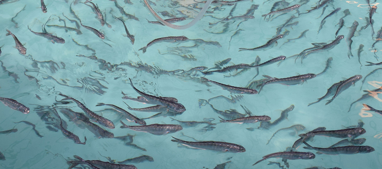 Mahi Juveniles