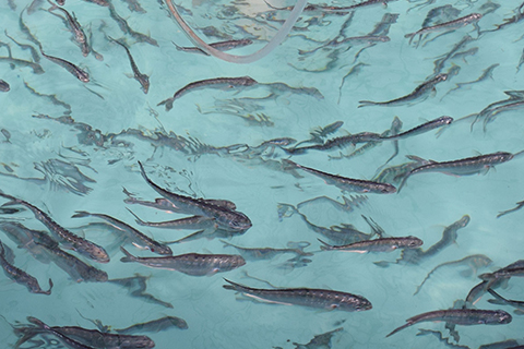 Mahi Juveniles